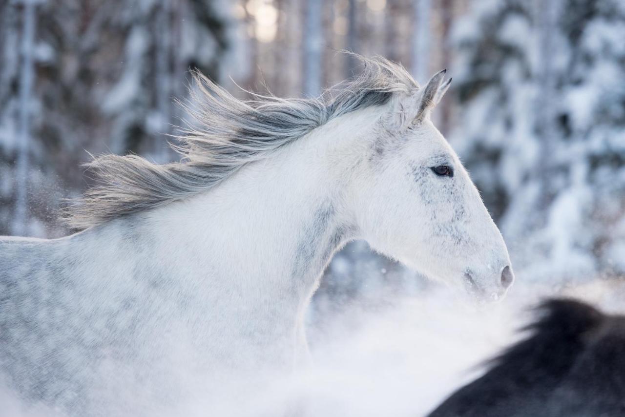 Maatilamatkailu Ilomaeki Seinäjoki Dış mekan fotoğraf